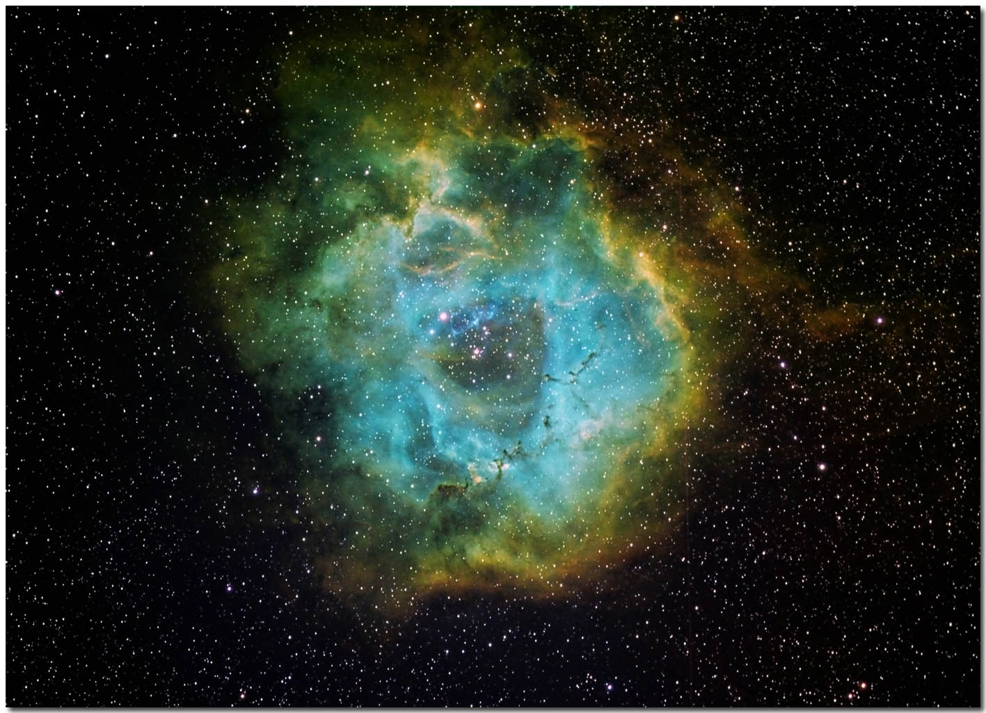 Roseette Nband