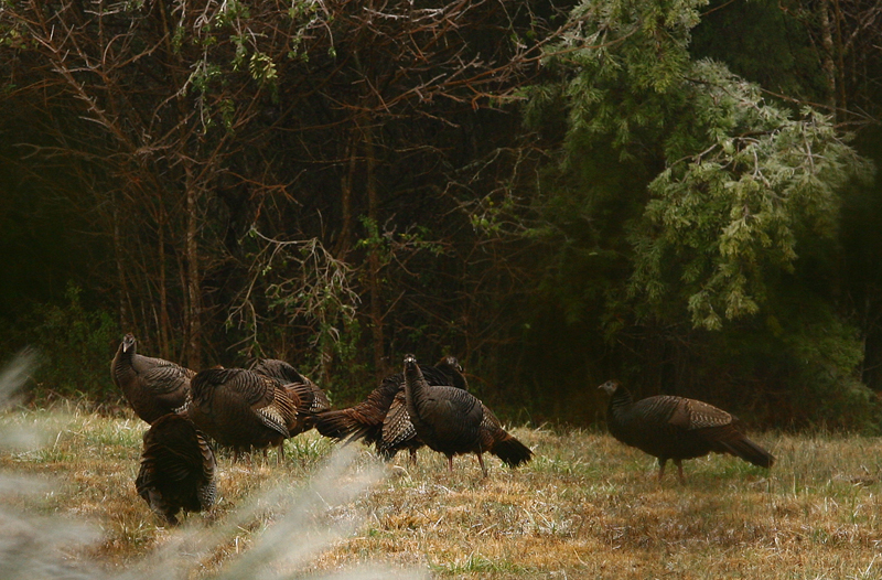 Frozen Turkey(s)