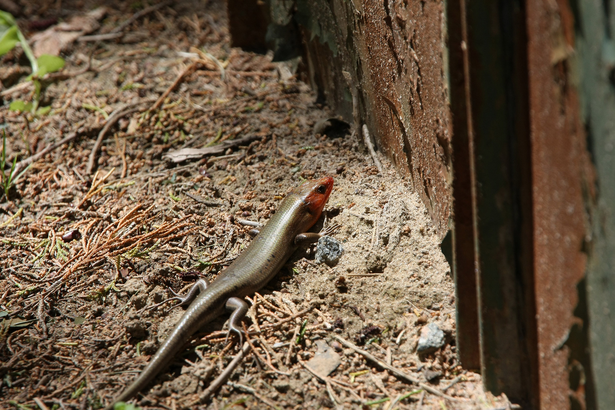 Warm Weather Friend