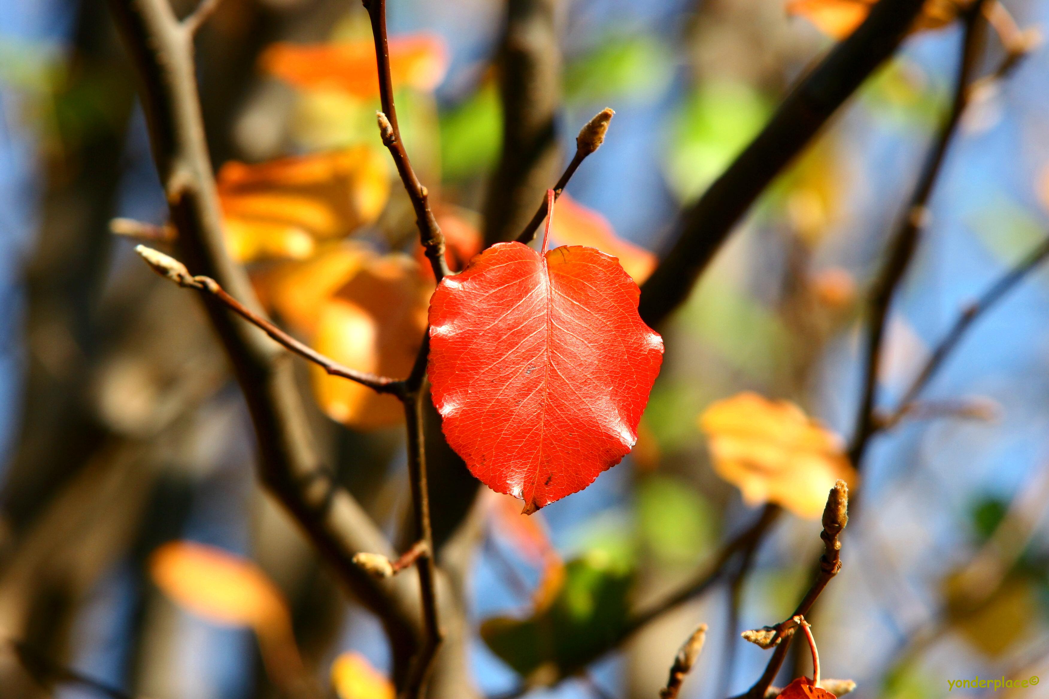 Autumn