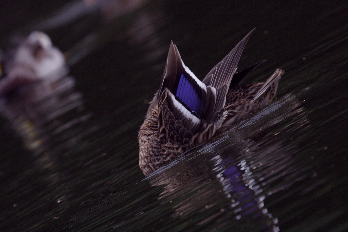 Duck