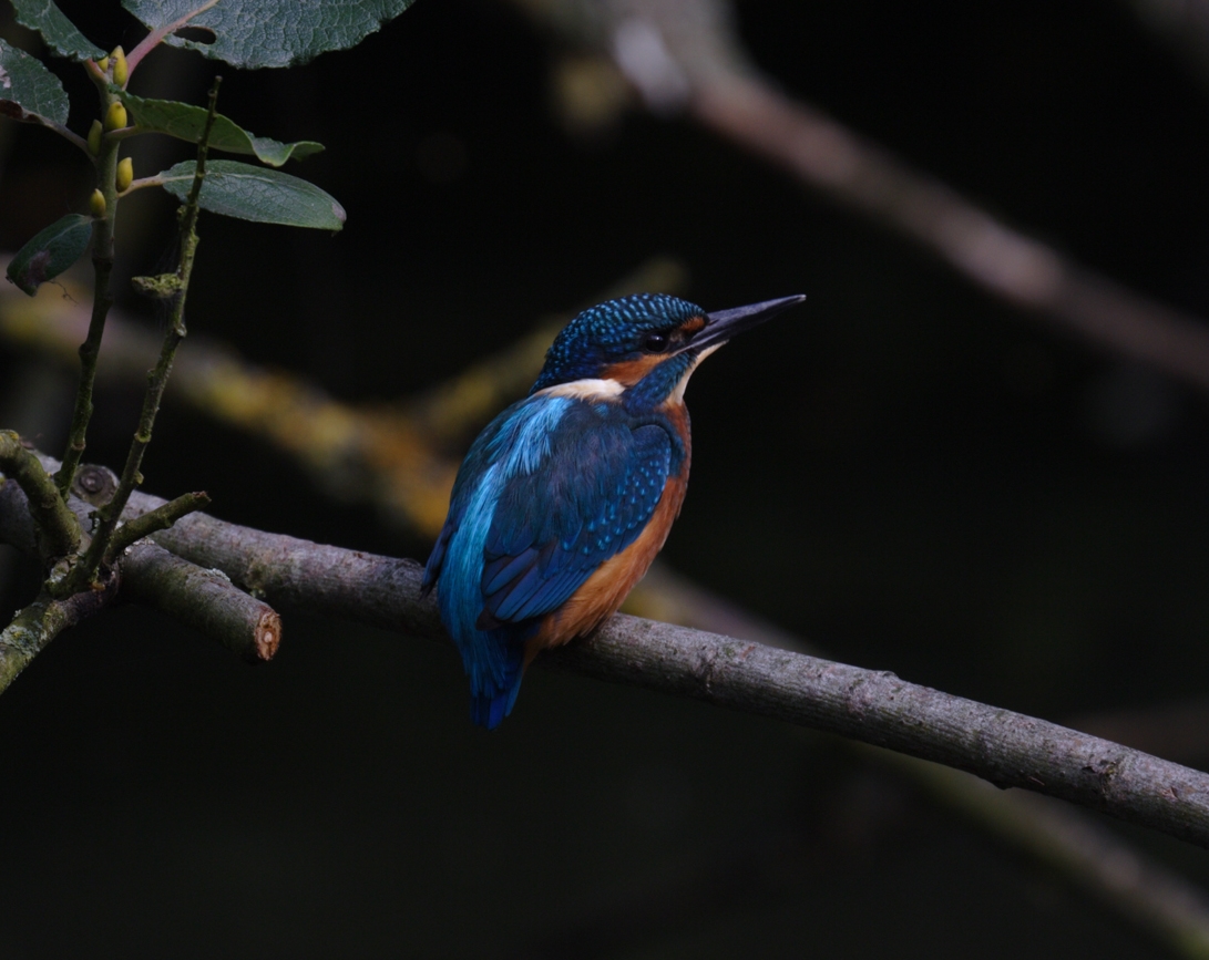 Kingfisher