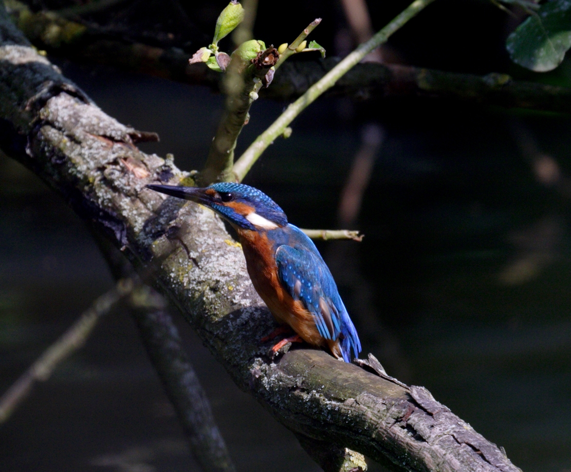 Kingfisher