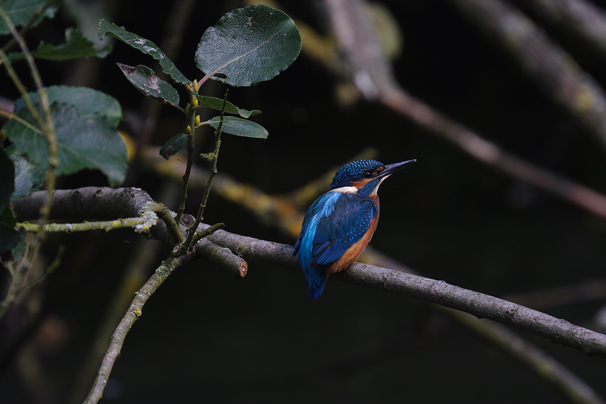 Kingfisher