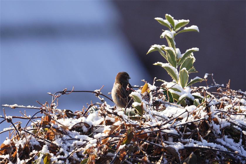 Winter scenery1