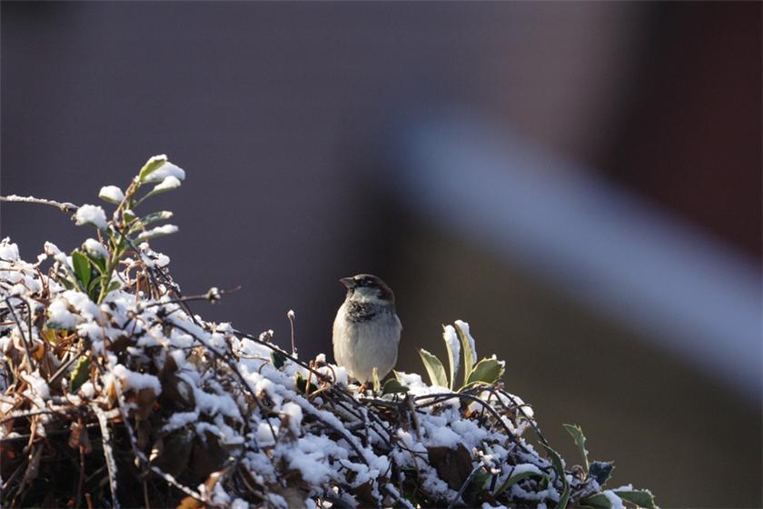 Winter scenery2