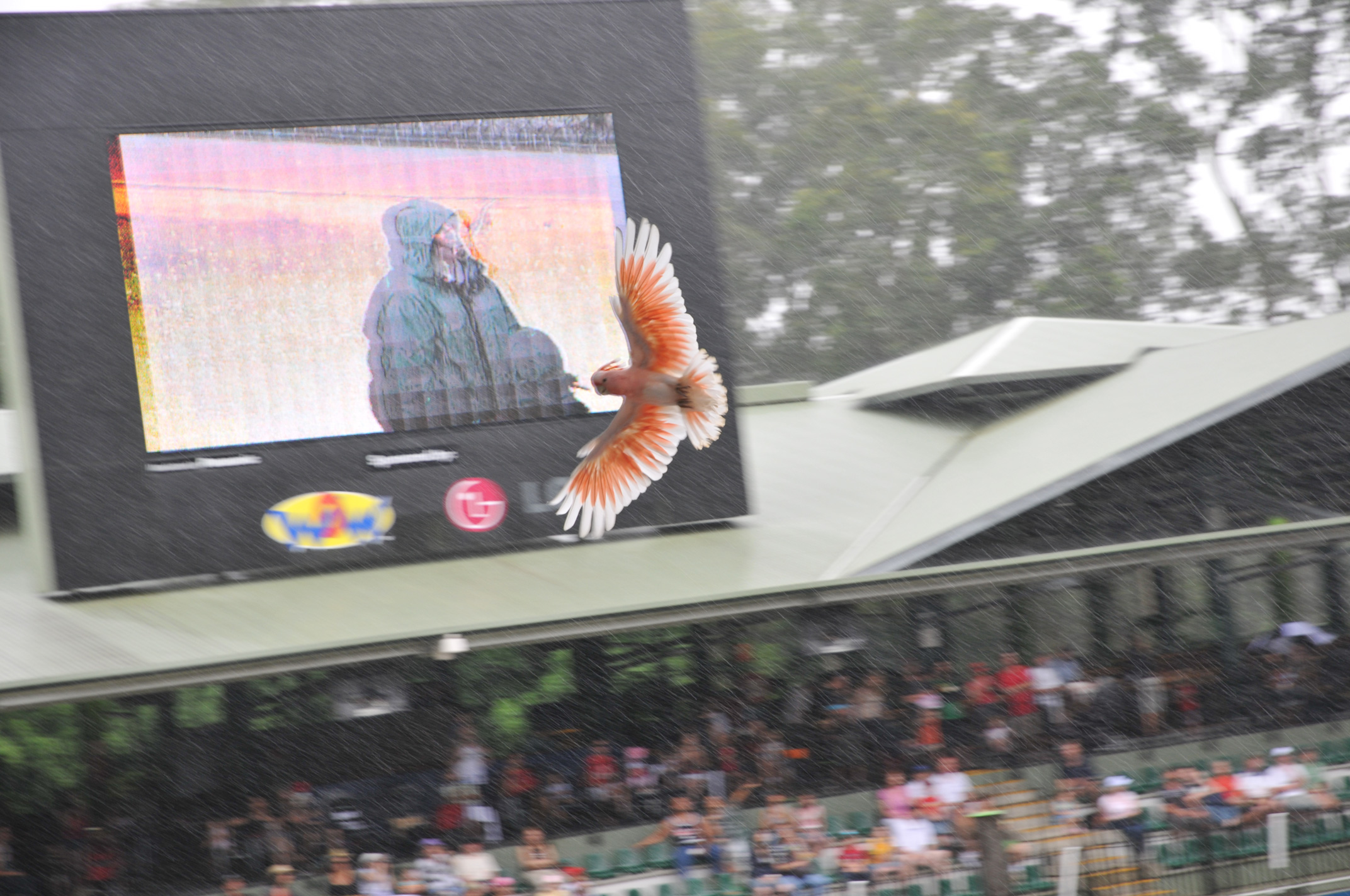 Cockatoo in flight