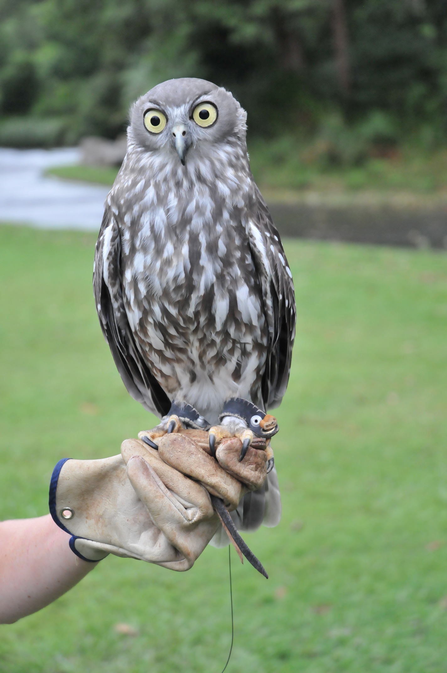 Owl