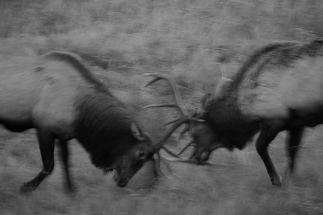 Black and White image