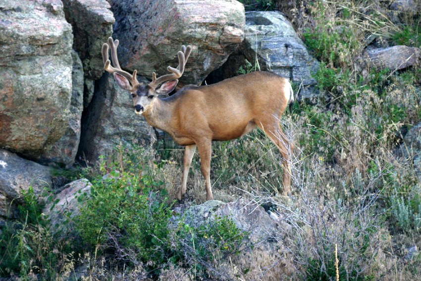 Mule Deer Buck image