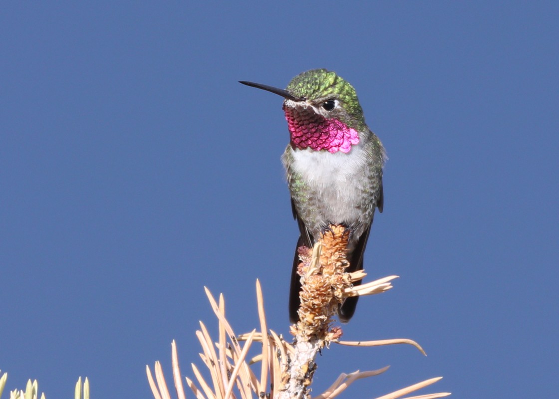 Male Broadtail Hummingbird