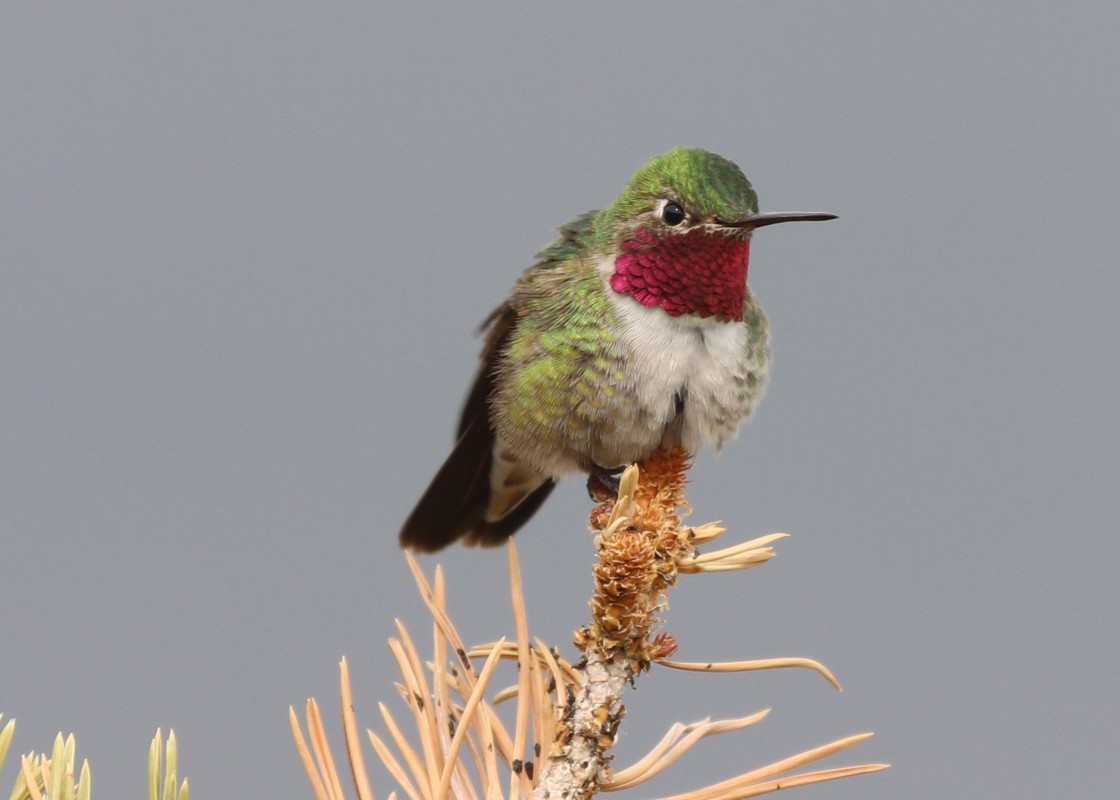 Male Broadtail Hummingbird