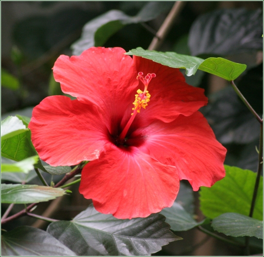 Flora