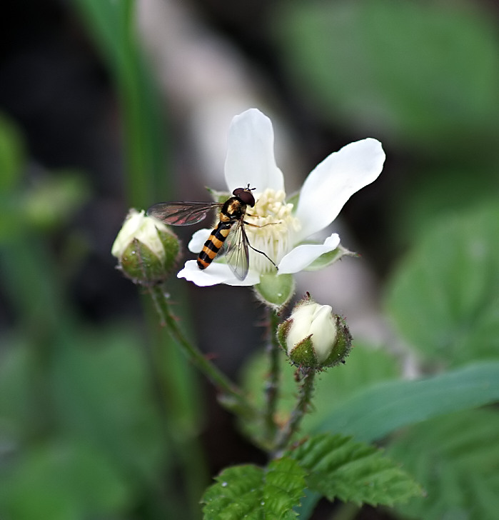 Small bee