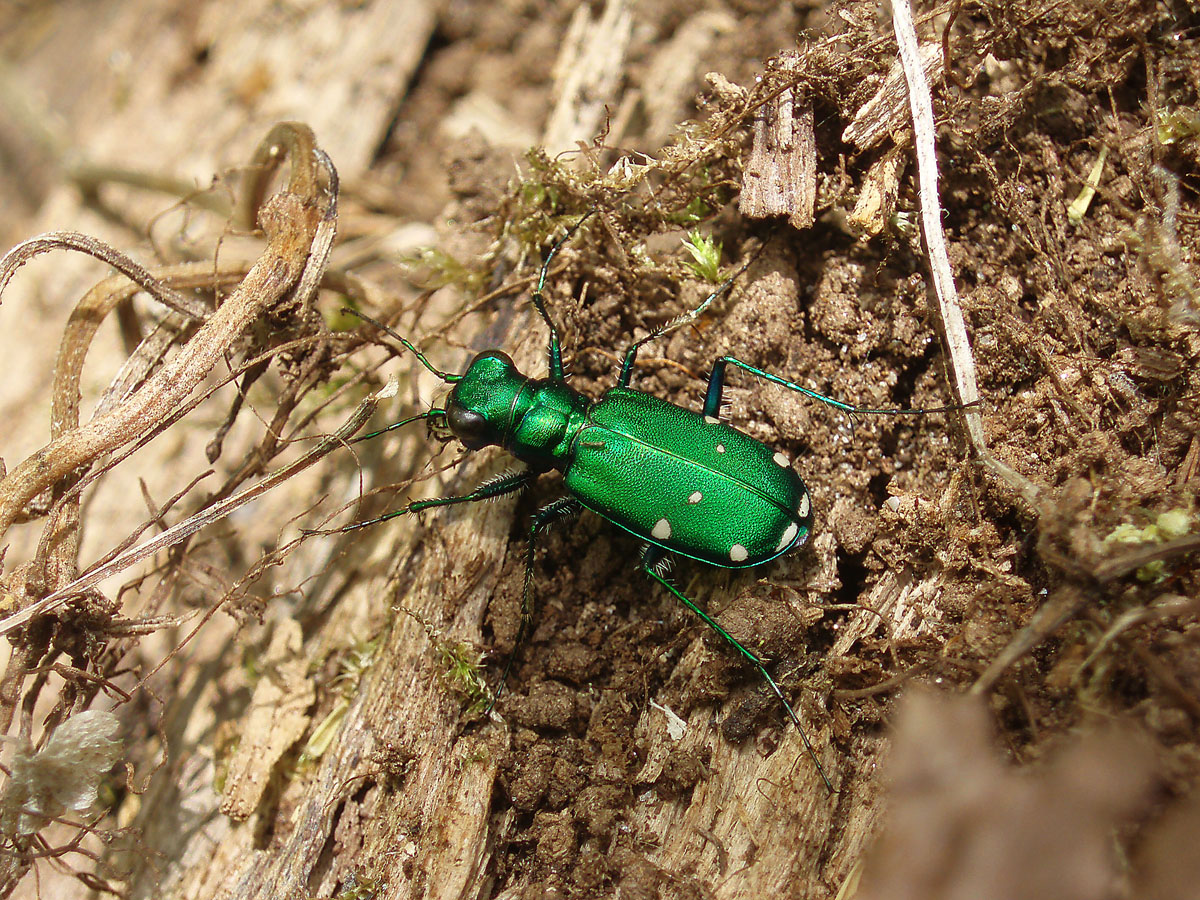 green beetle