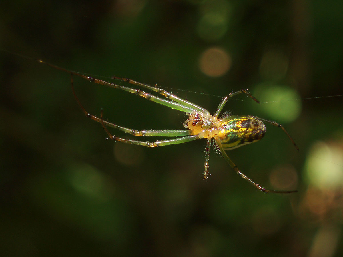 wicked spider