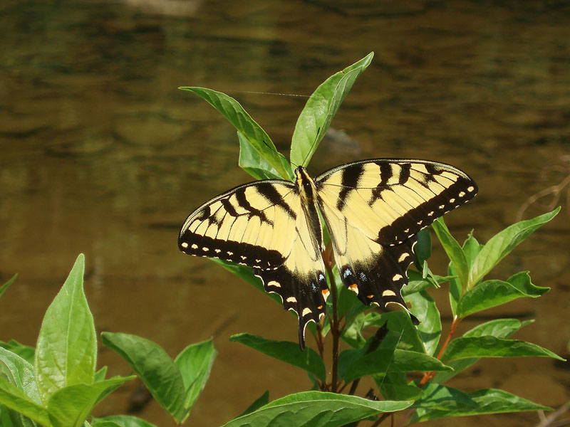 butterfly