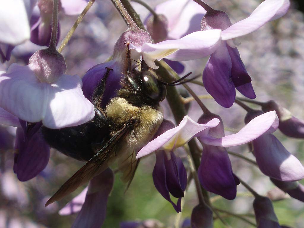 bumble bee