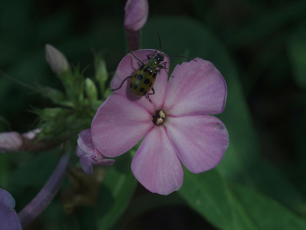 little beetle