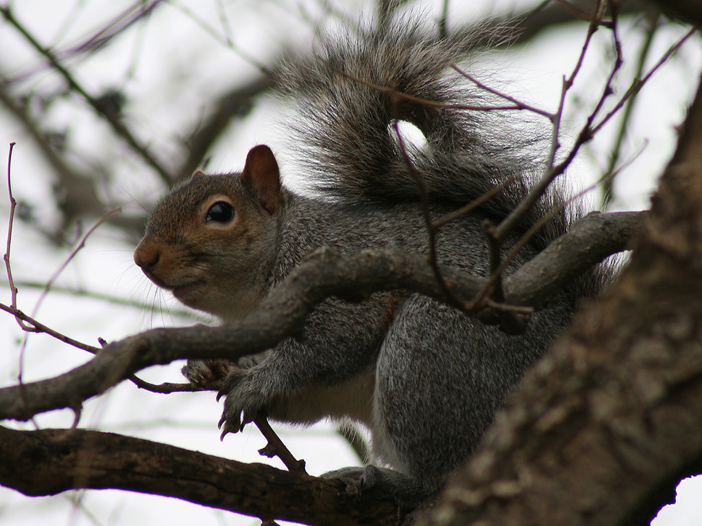 squirrel