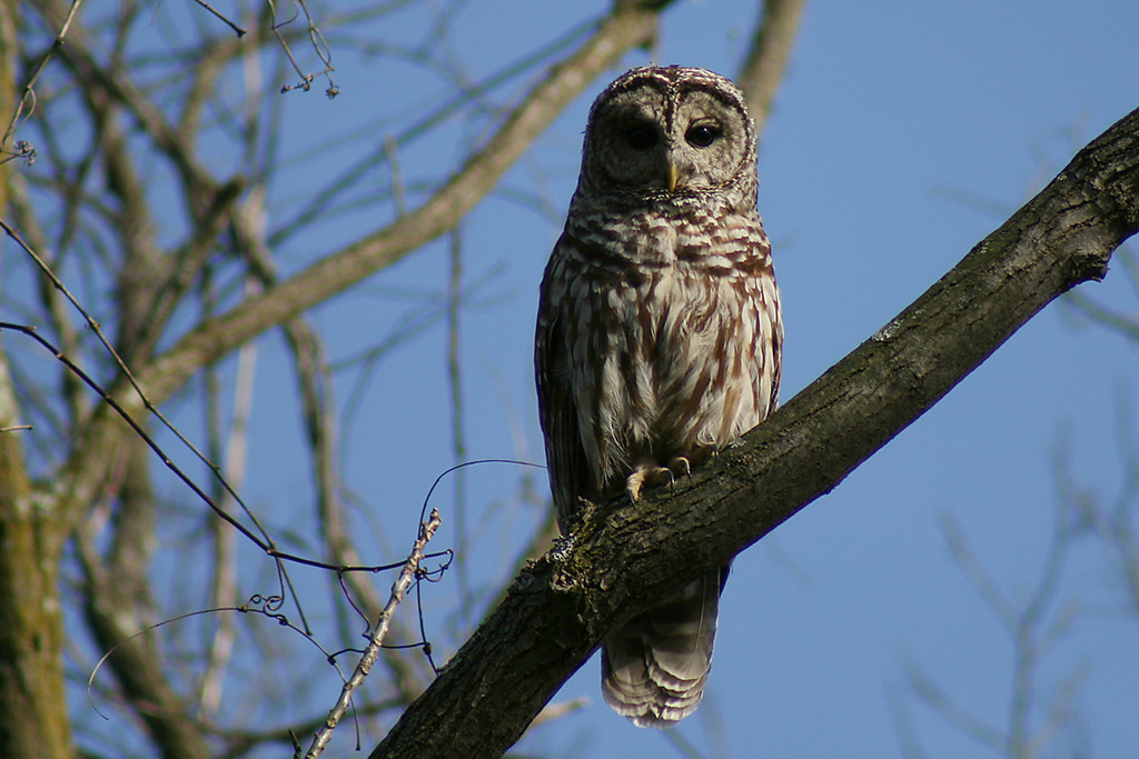 Barred Owl