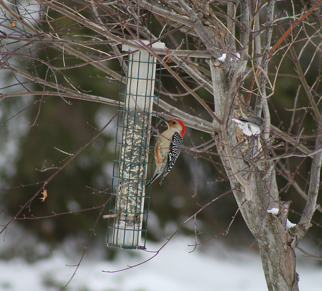 Red Bellied Woodpecker