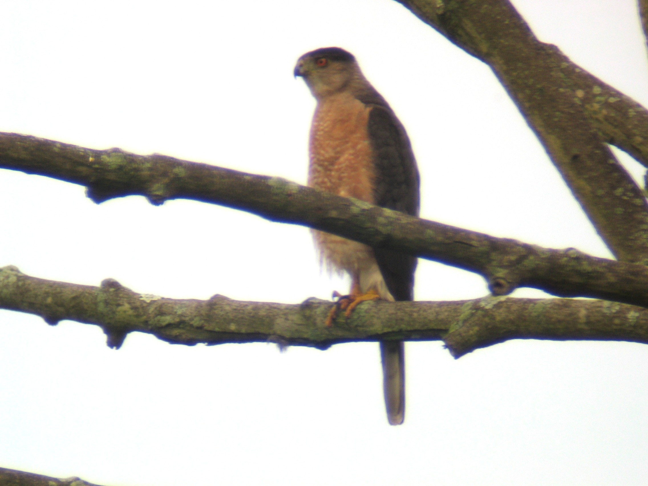 Coopers Hawk with Stellarvue SV66