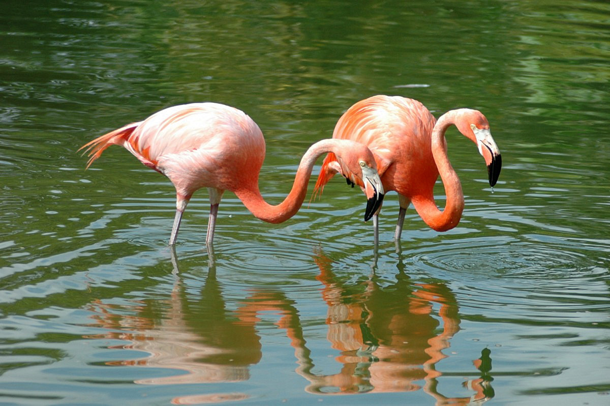 Flamingos!