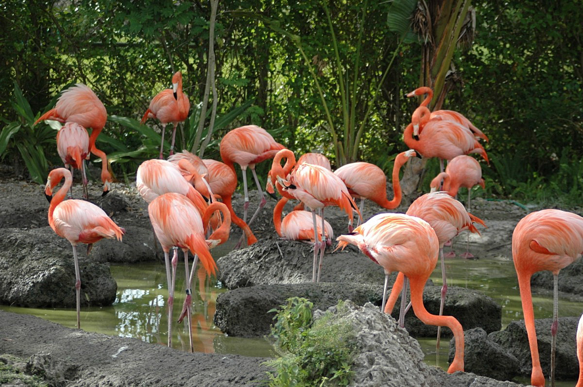 Flamingos! #2