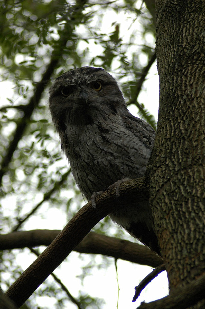 Owl