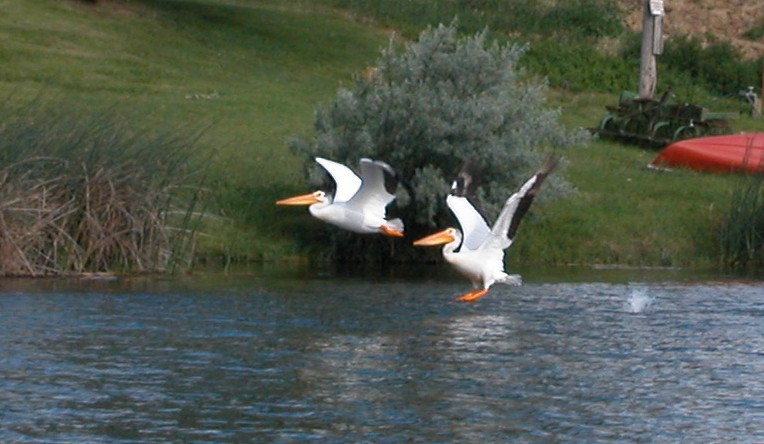 Pelicans taking flight