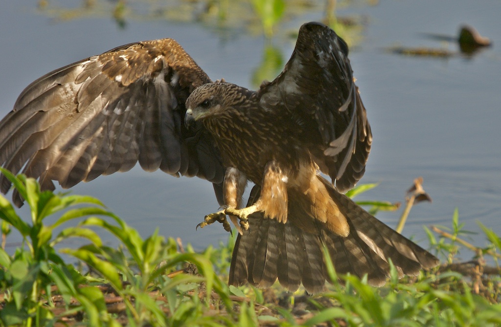 The Eagle is Landing