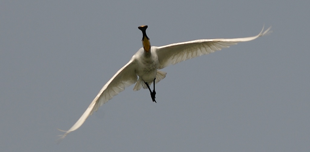 Concorde of the Swans
