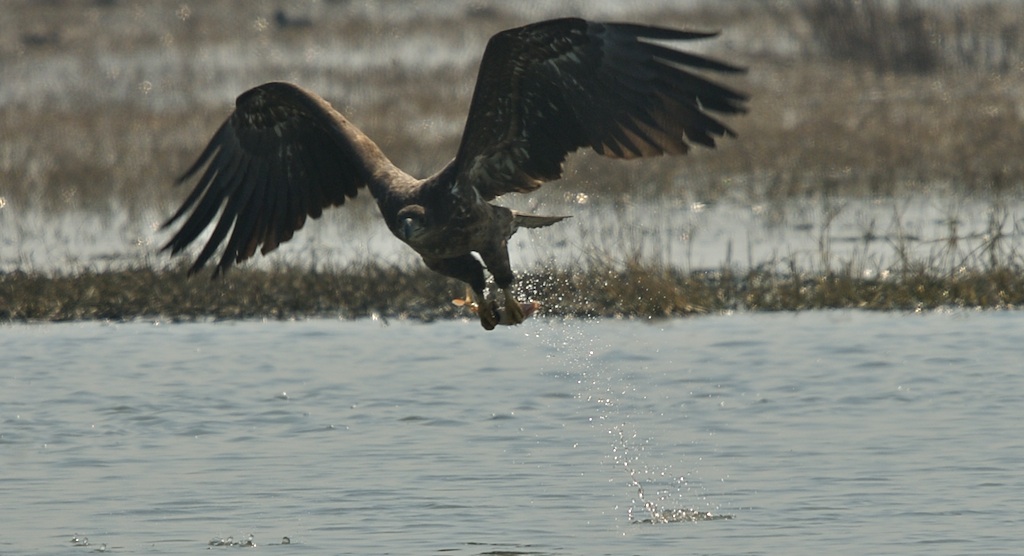Fish airstrike