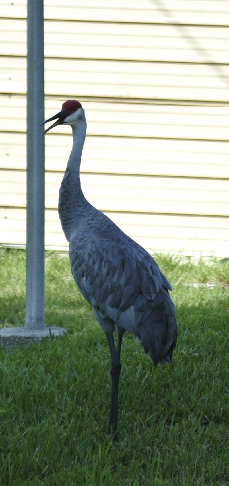 Sandhill