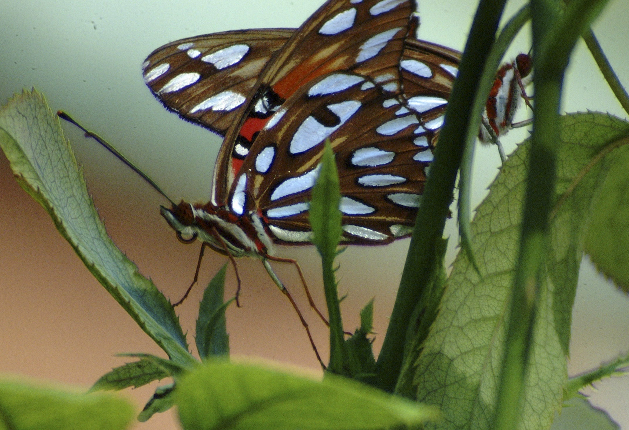 Butterfly SEX