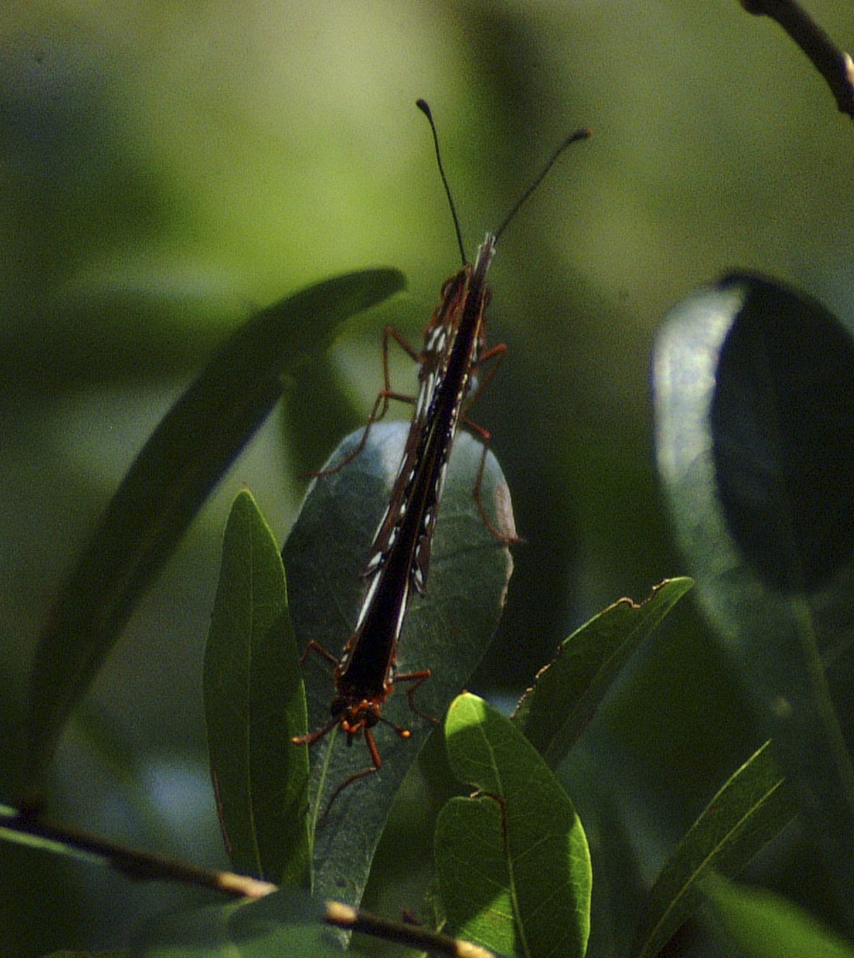Butterfly SEX