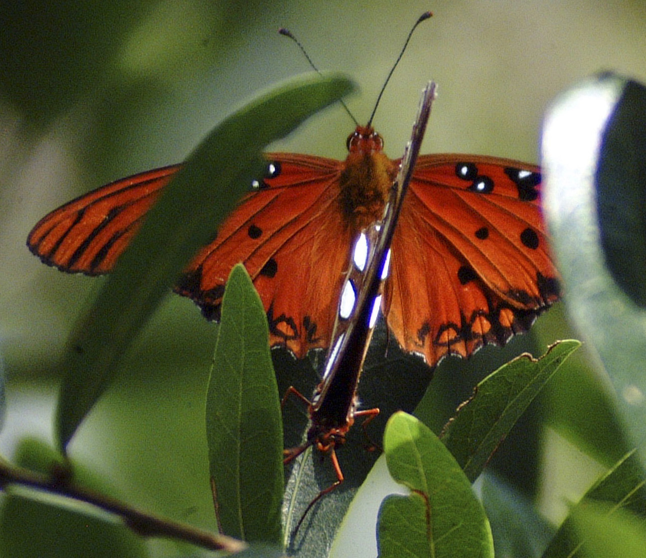Butterfly SEX