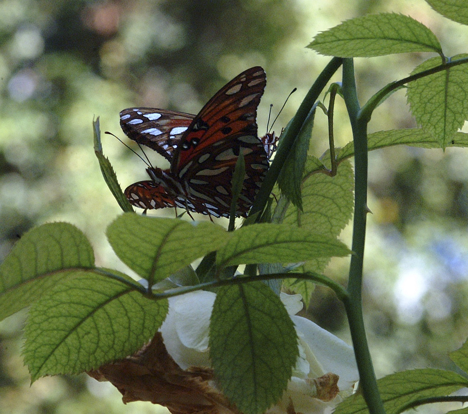 Butterfly SEX
