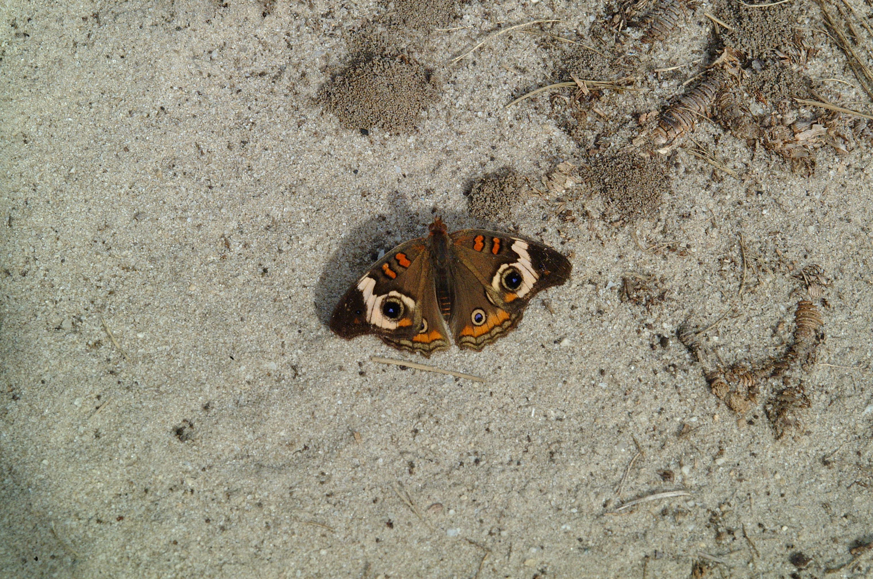 Buckeye