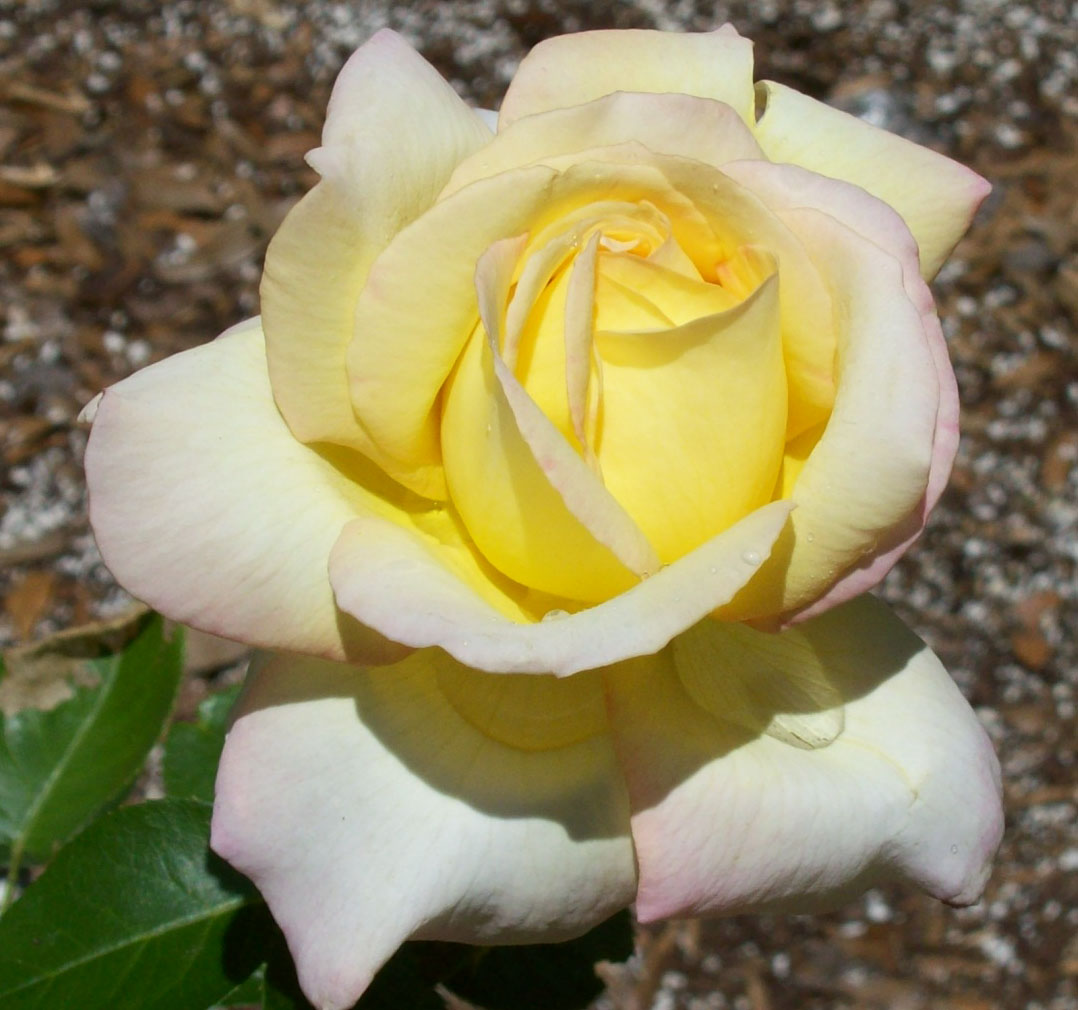 Peace 2008