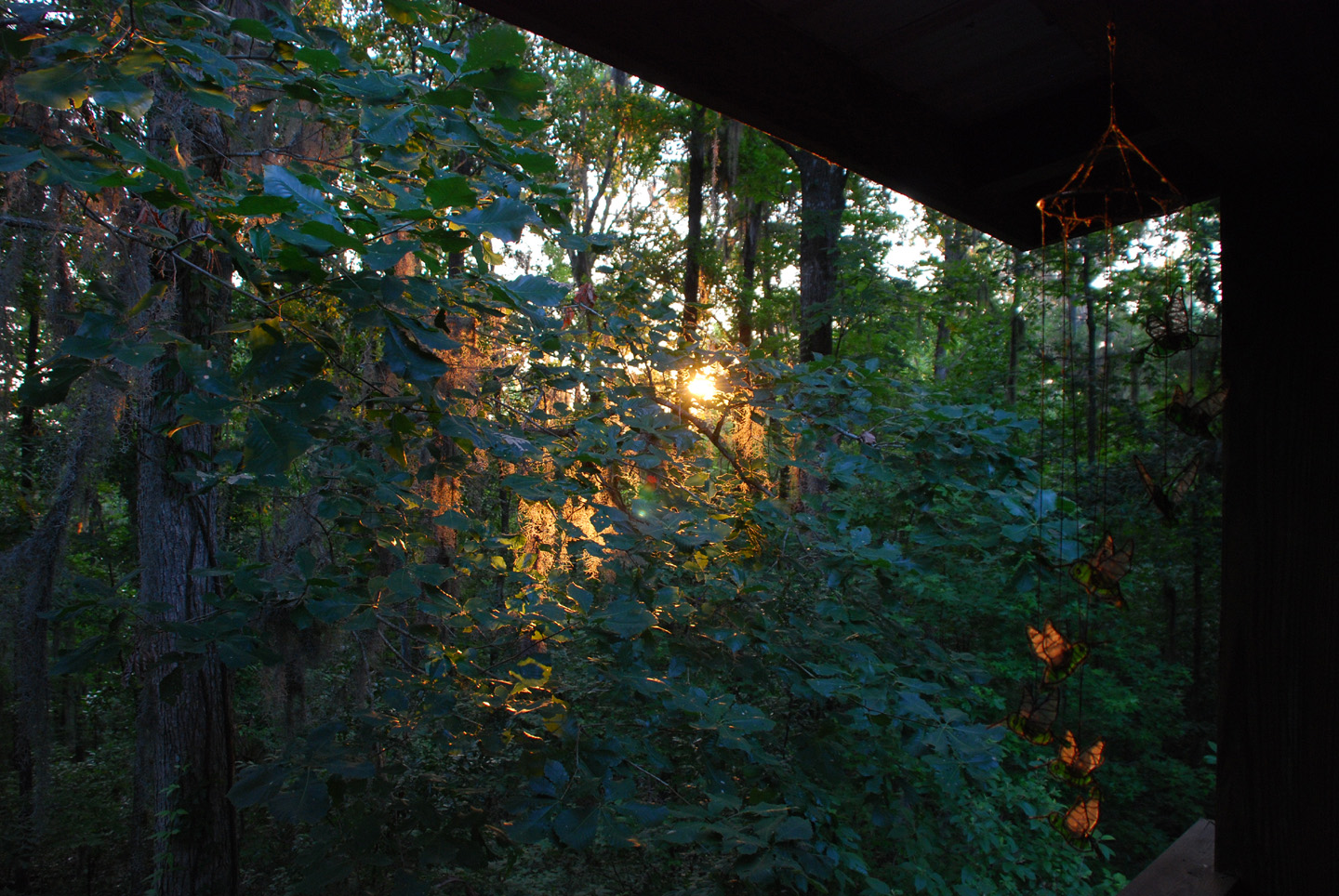 Good Morning Paradise