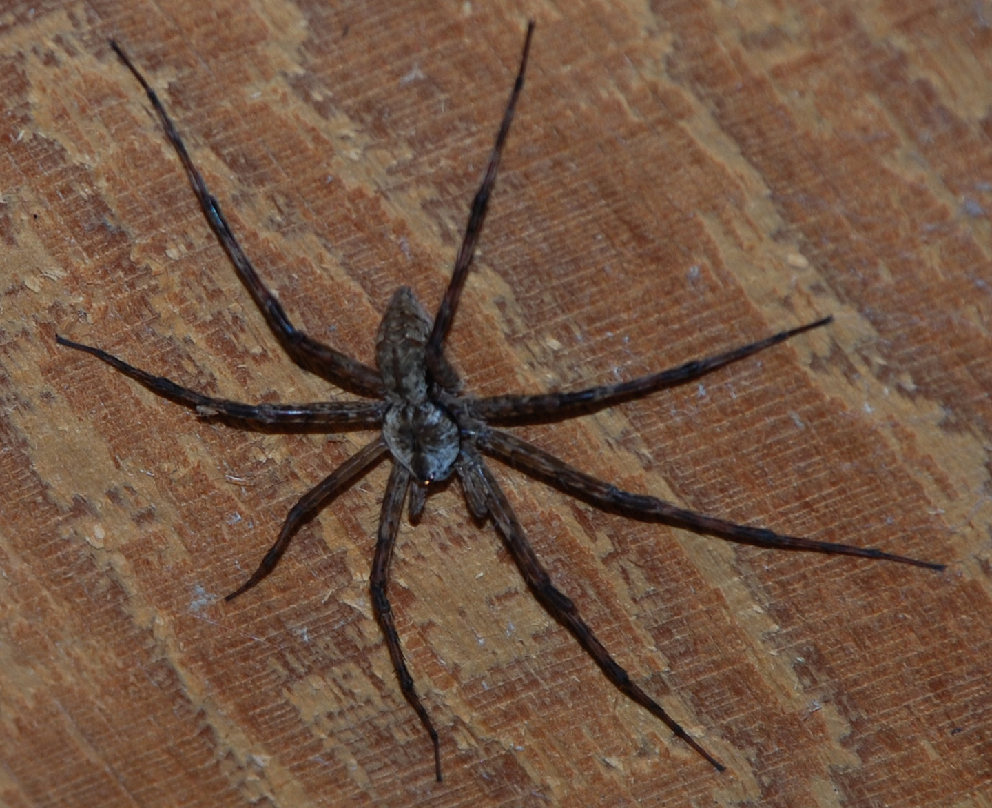 The Itsy Bitsy Spider ?