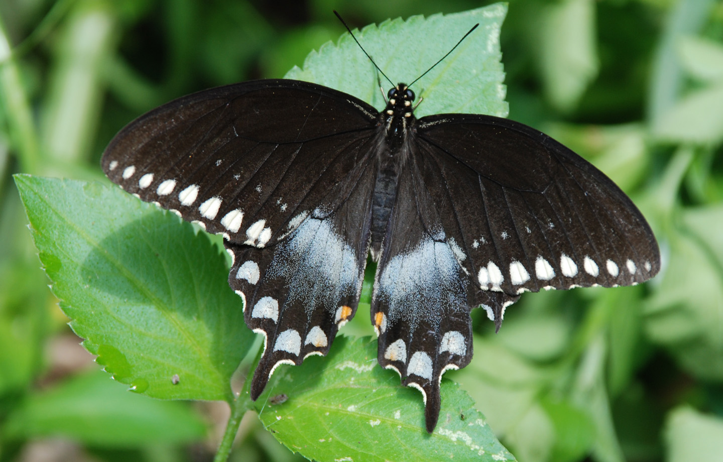 Spicebush Swallowtail