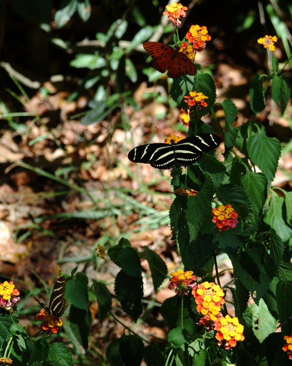 Three Butterflies one shot