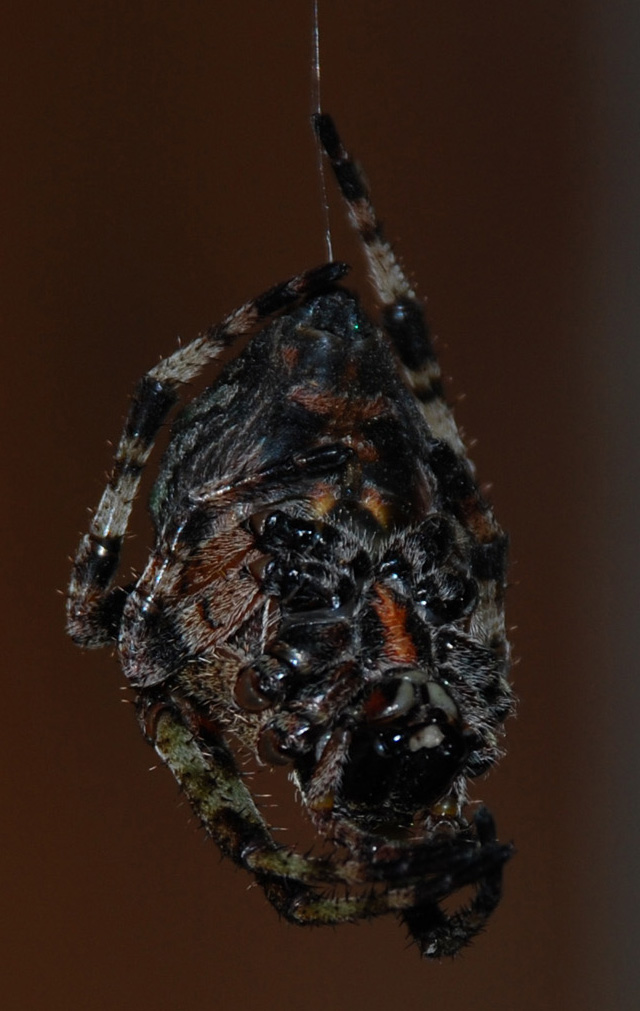 Giant Lichen Orbweaver Flip Side