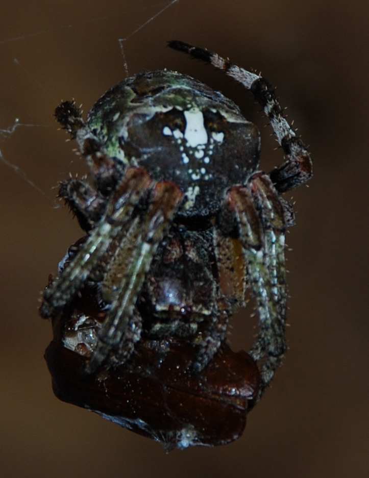 Giant Lichen Orbweaver With Prey