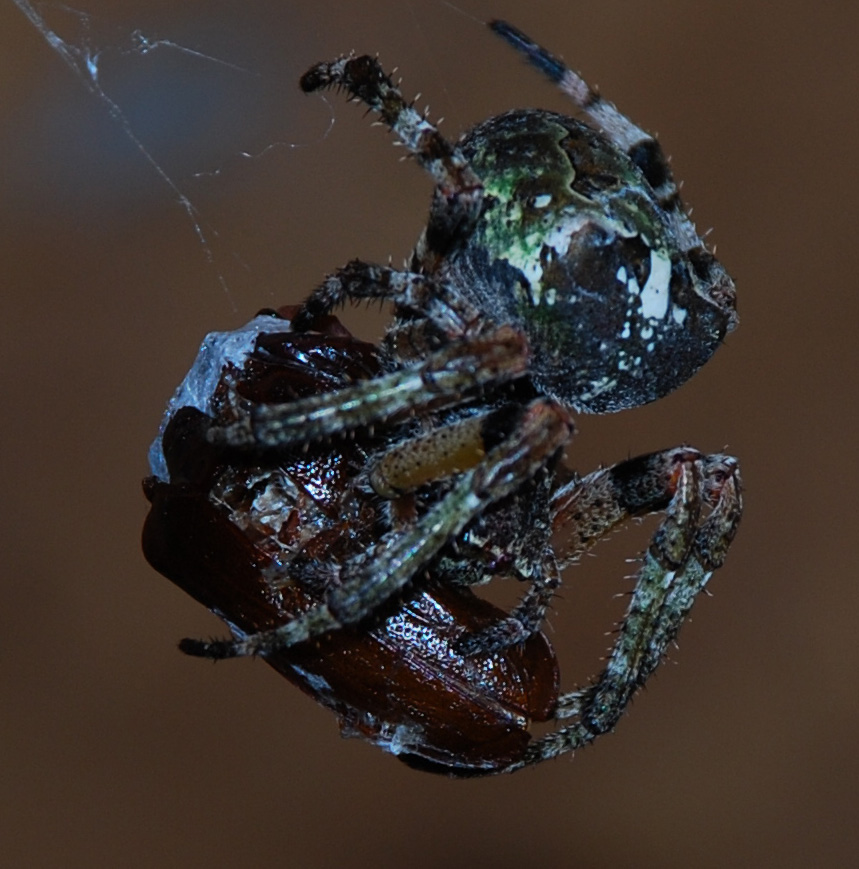 Giant Lichen Orbweaver With Prey