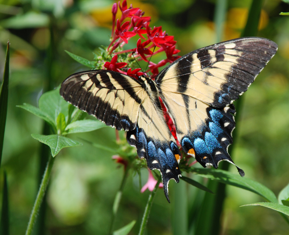 Tiger Swallowtail