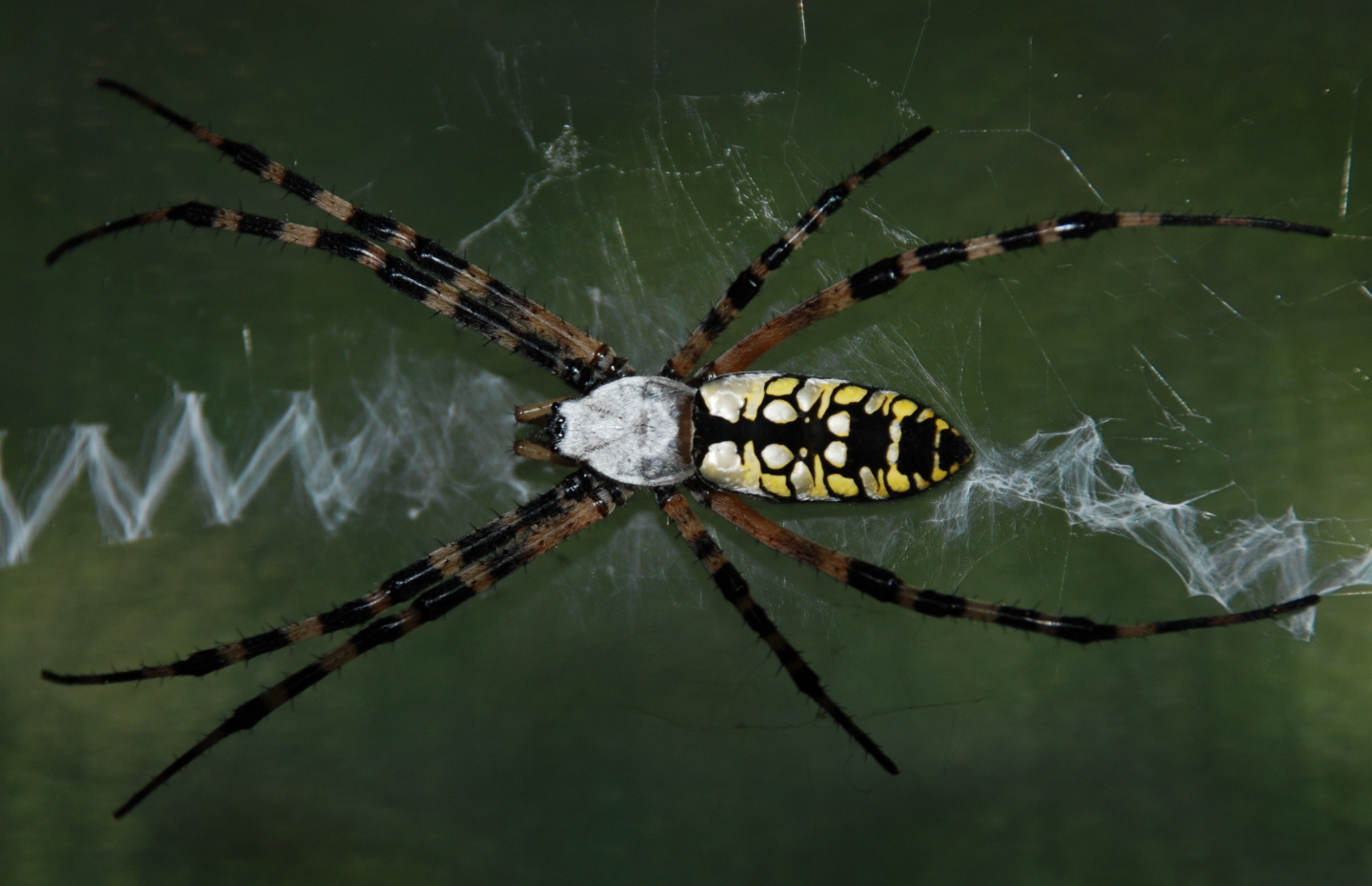 KEWL SPIDER